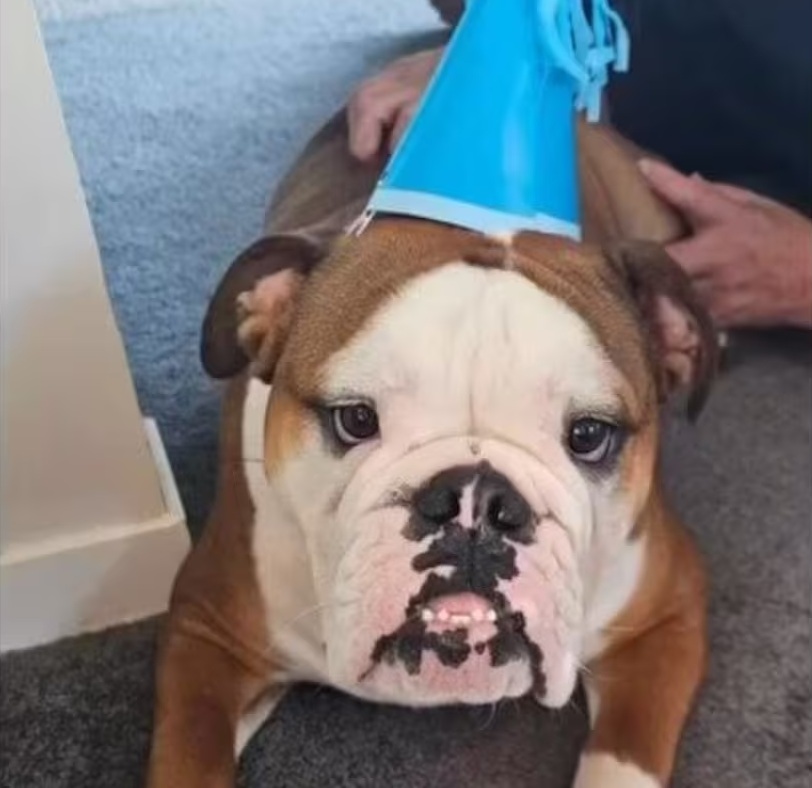 A Facebook video about Rocky the dog confirmed to landlords that their tenants owned a dog....