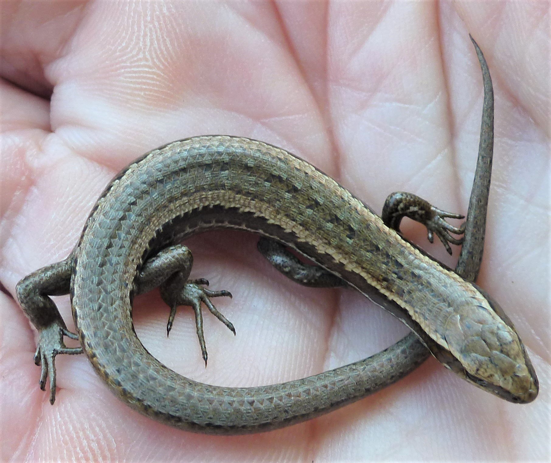 A McCann’s skink. PHOTO: MANDY TOCHER