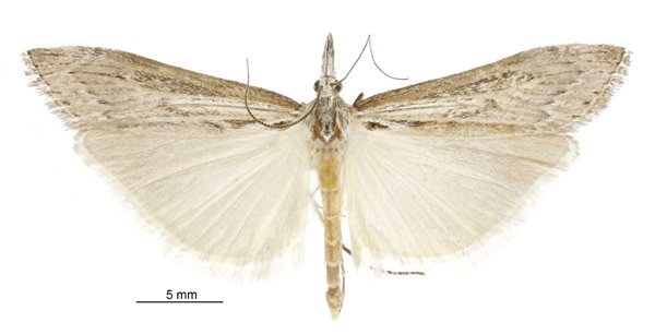 What price Orocrambus sophistes? PHOTO: SUPPLIED
