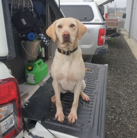 River works as a detector dog at Christchurch Men's Prison. Photo: Supplied