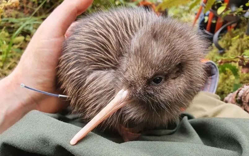 A rowi kiwi. Photo: Supplied/Department of Conservation