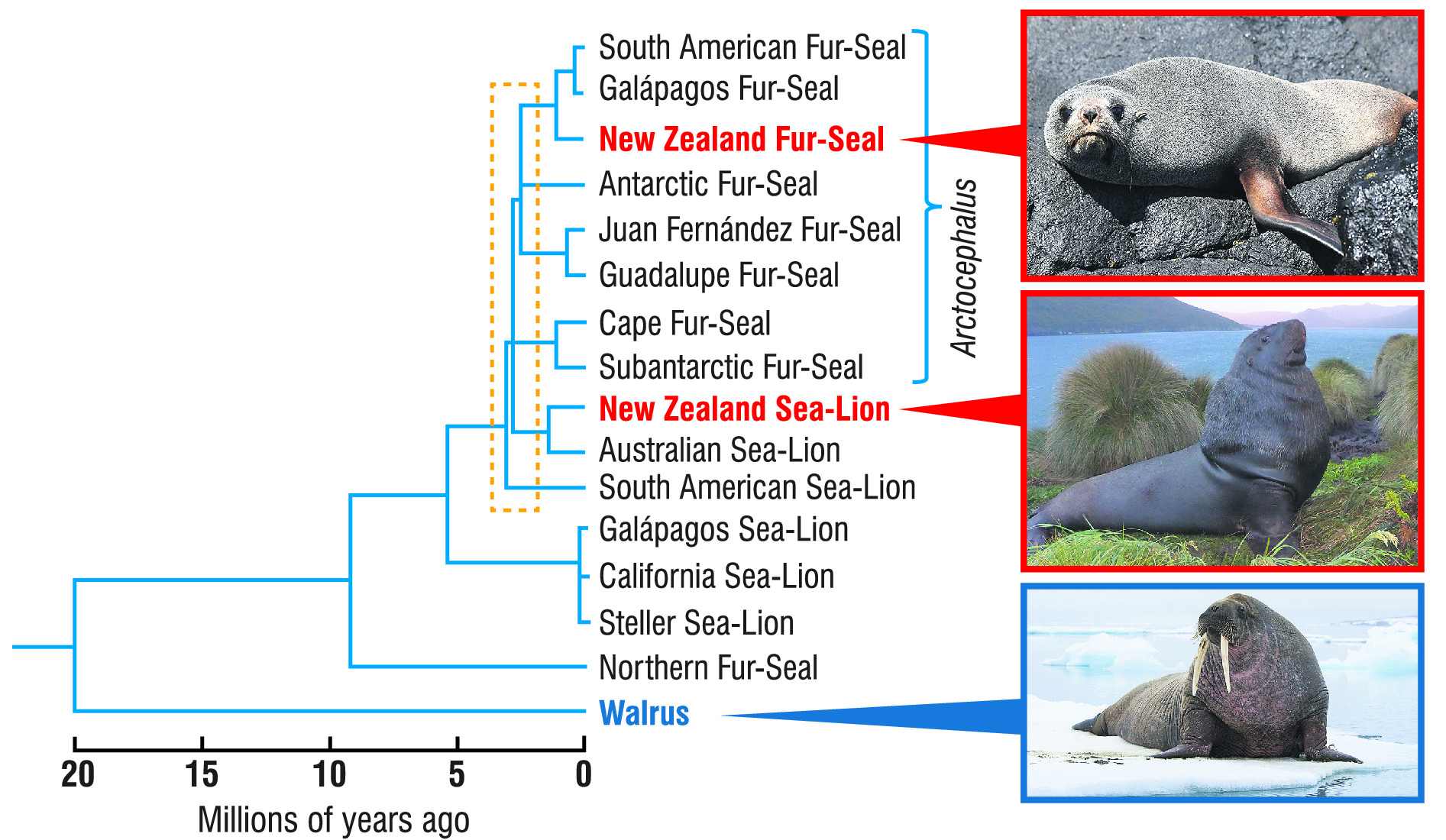 Evolutionary tree of the eared seals: fur-seals and sea-lions. Species found in Otago are written...