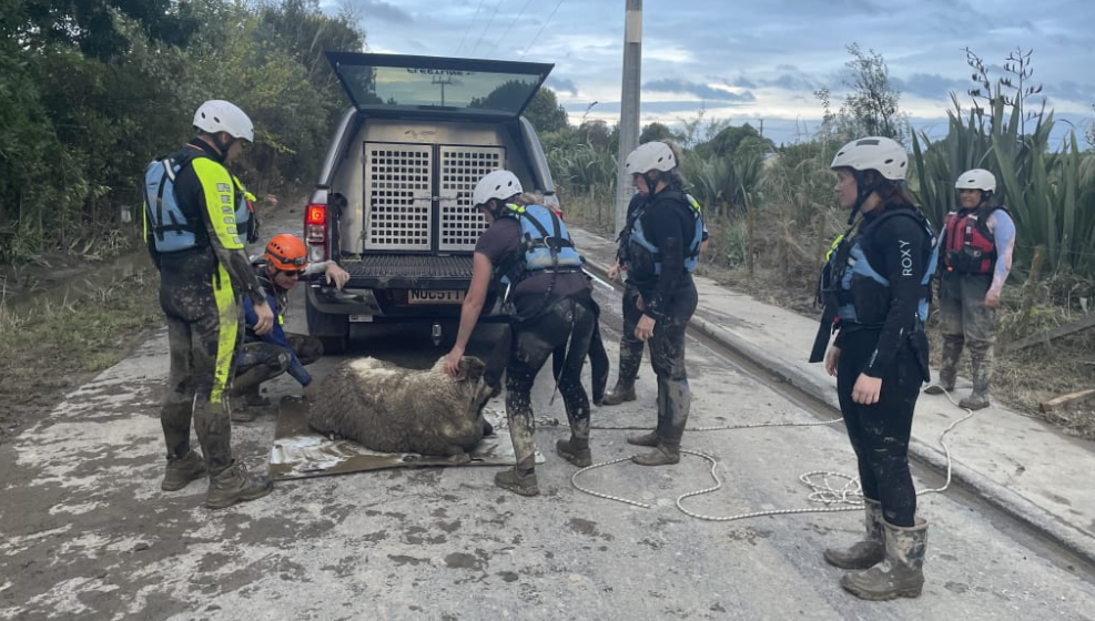 A Hawkes Bay SPCA team rescues sheep after flooding. Photo: SPCA /supplied