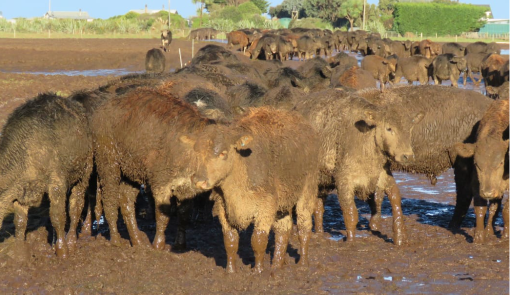 A Southland livestock grazing company was fined close to $50,000 for allowing hundreds of cattle...