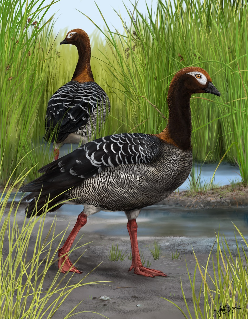 A reconstruction of the newly discovered St Bathans goose (Meterchen luti). Image: Sasha Votyakova