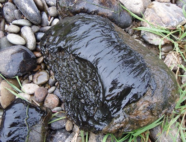 An example of toxic algae on a rock. PHOTO: ENVIRONMENT SOUTHLAND