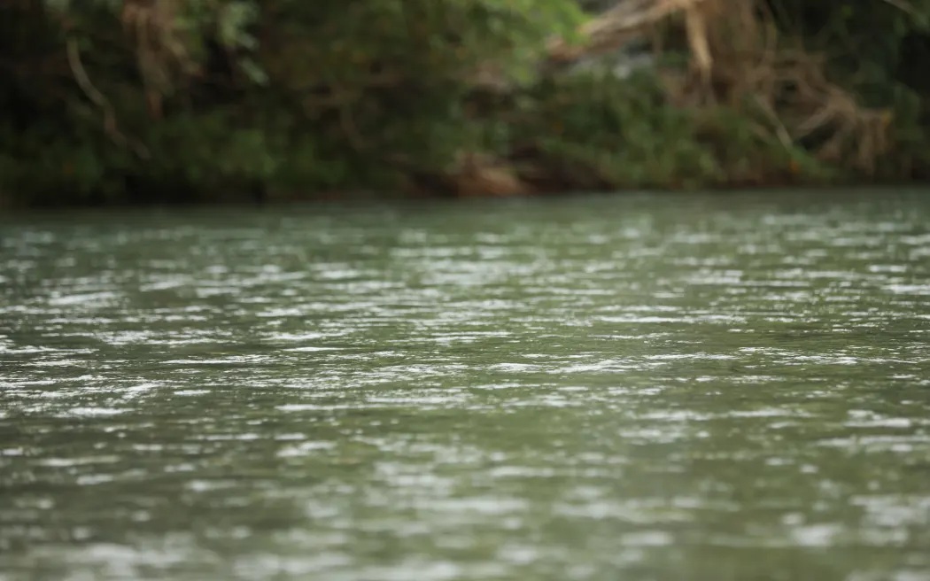 The puppies were taken out of a pillowcase and thrown into the Whakatāne River. File photo: RNZ 