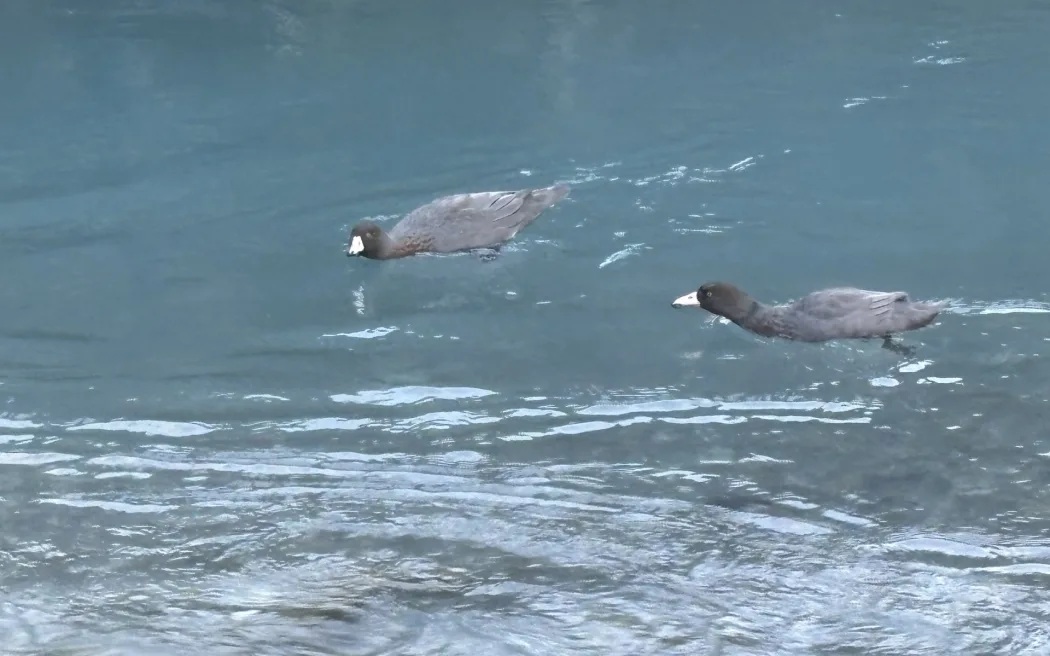 The two whio spotted by Southern Lakes Sanctuary staff. Photo: Supplied / Southern Lakes Sanctuary