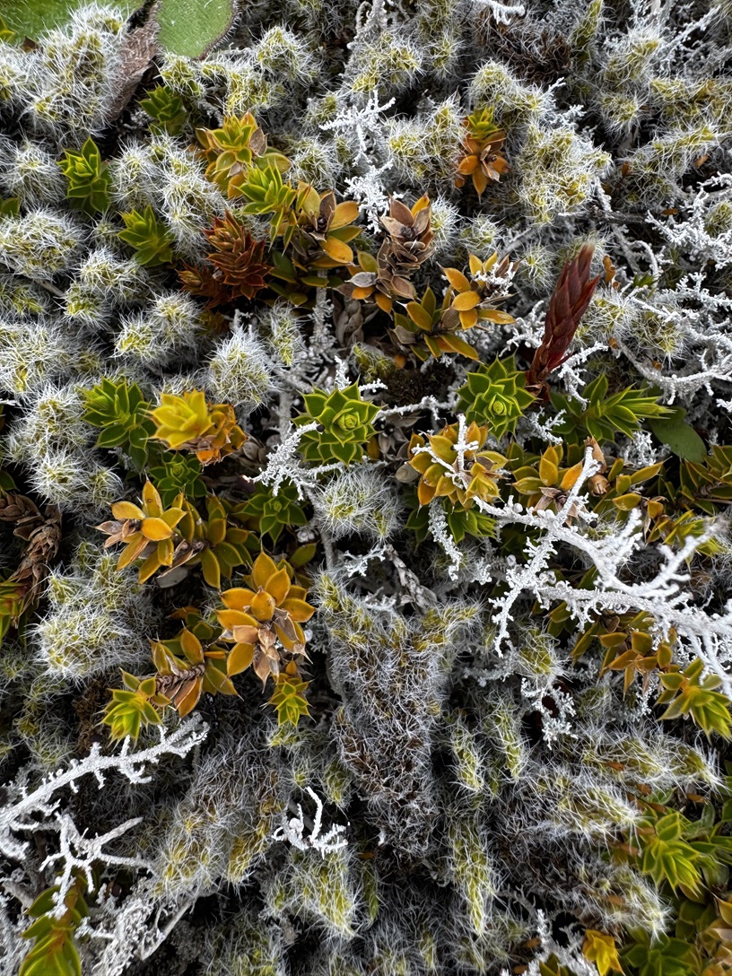 Balclutha resident Emily Wells received a runner-up award in Tūhura Otago Museum’s Aotearoa...