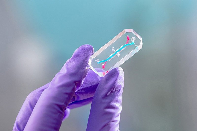 Organ chips are roughly the size of a USB drive and could be used to predict how an individual...