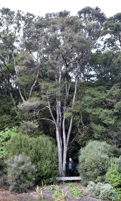 Kānuka Kunzea robusa at the Dunedin Botanic Garden. PHOTO: PETER MCINTOSH