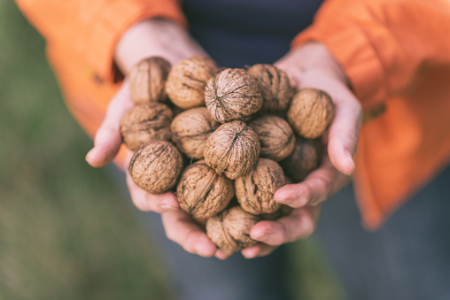 Cut any grass around walnut trees to make nut collection easier. Photo: Getty Images 
