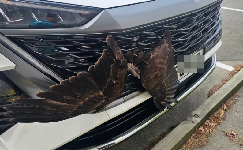 The hawk collided with the car and wedged in the front grille. Photo: Nadine Hook / VetsOne...