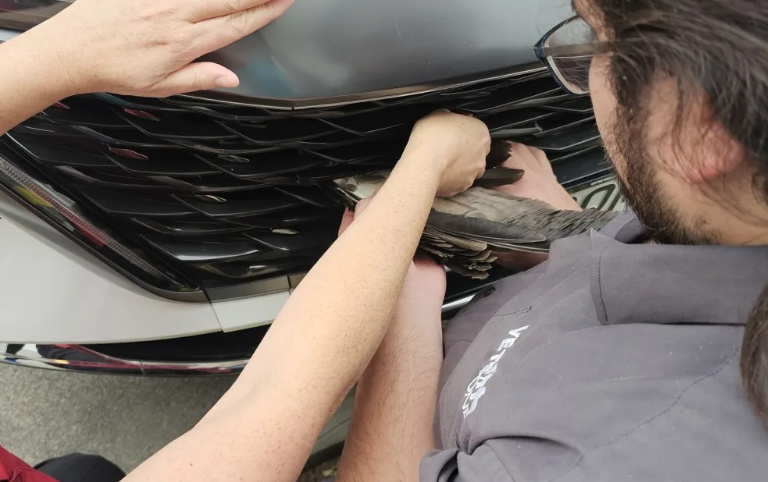 After sedating the bird, the team from VetsOne managed to fold its wings behind the grille, but...