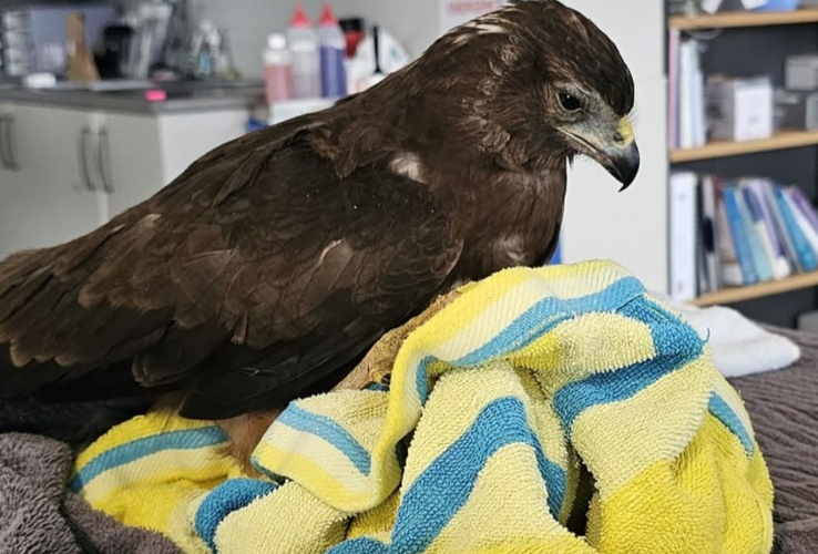 The hawk bounced back uninjured after a night of observation. Photo: Nadine Hook / VetsOne...