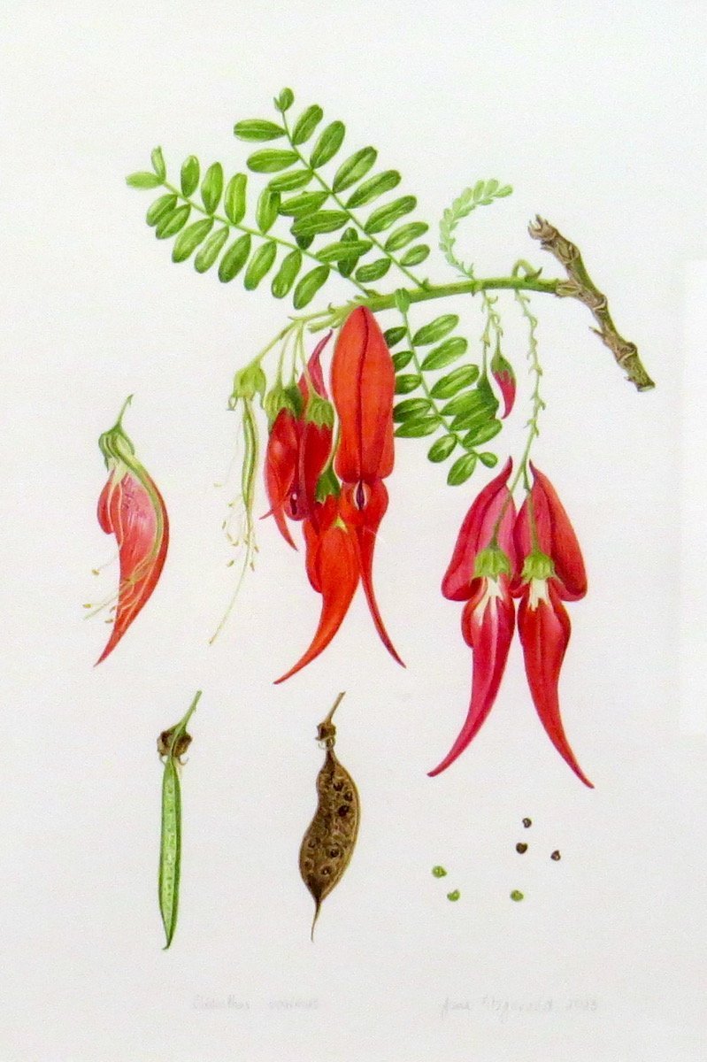 Clianthus maximus "Kaka King", by Jane Marshall Fitzgerald. Photo: Moray Gallery