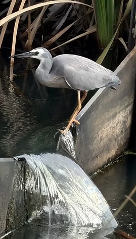 Lavina Pockson's Matuku Moana in the Pegasus wetlands was second. Photo: Lavina Pockson