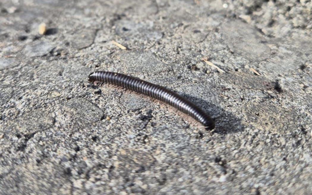 A Portuguese millipede. Photo: RNZ/Mary Argue