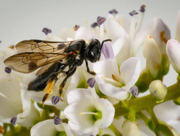 Leioproctus launcestonensis has been discovered in Christchurch. Photo: Supplied / Bioeconomy...