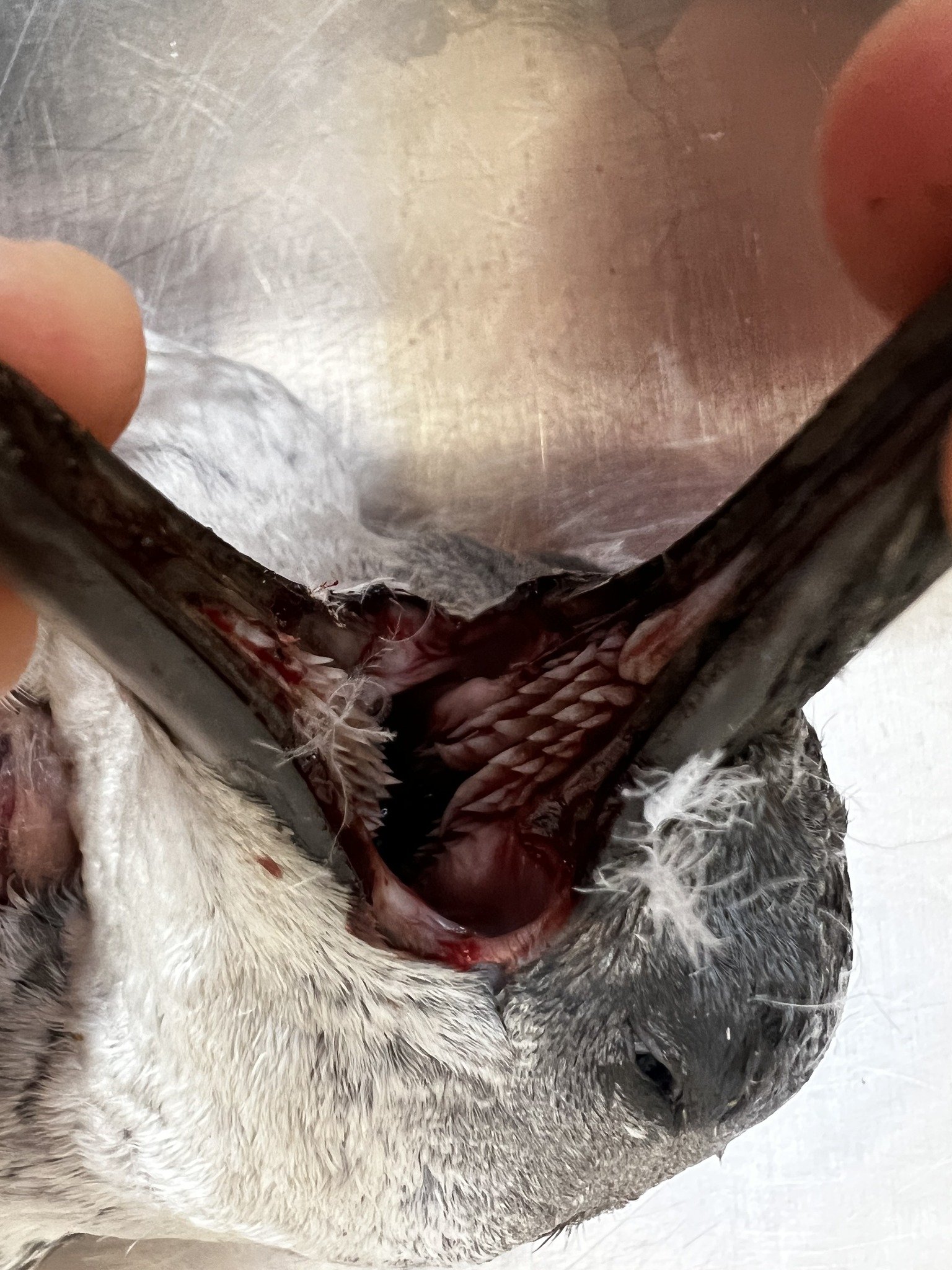 One of the little penguins thought to have been killed by a dog attack. PHOTO: SUPPLIED