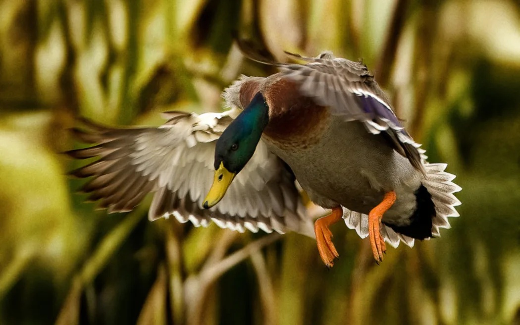 Duck-shooting season opened on Saturday. Photo: Supplied / Fish & Game