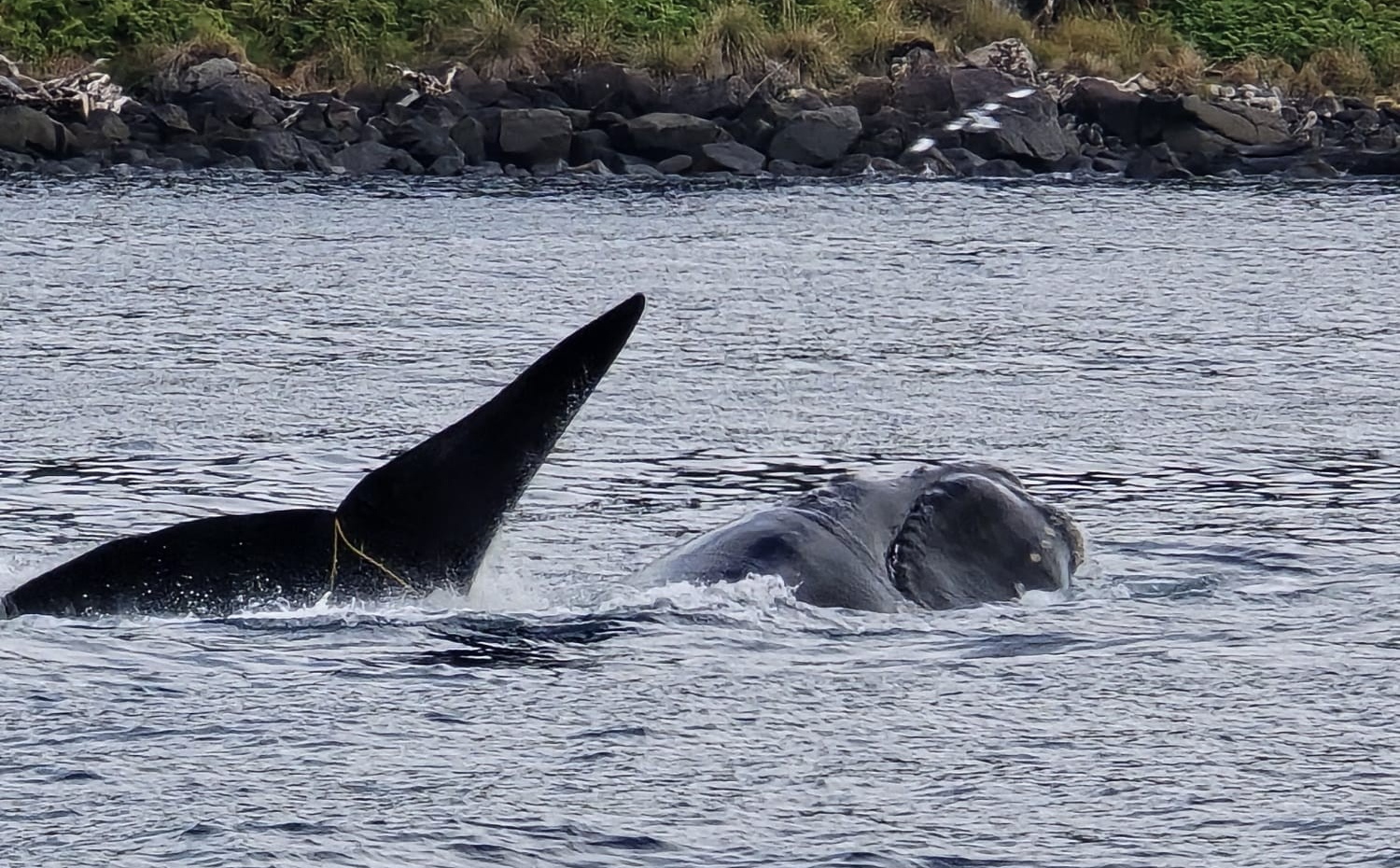 The southern right whale got entangled in a craypot and was last seen on Saturday afternoon....