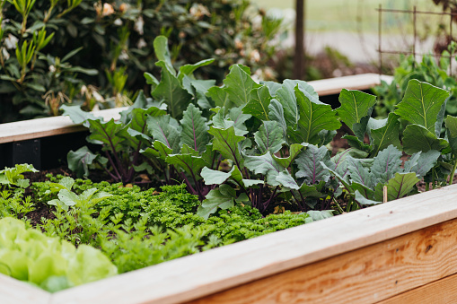 Raised beds they enable the gardener to add a layer of clean soil and/or compost each year to...