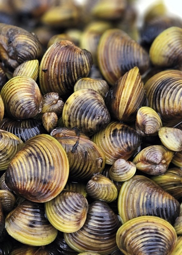 Gold clams: an invasive species which is threatening freshwater ecosystems in New Zealand. Photo:...