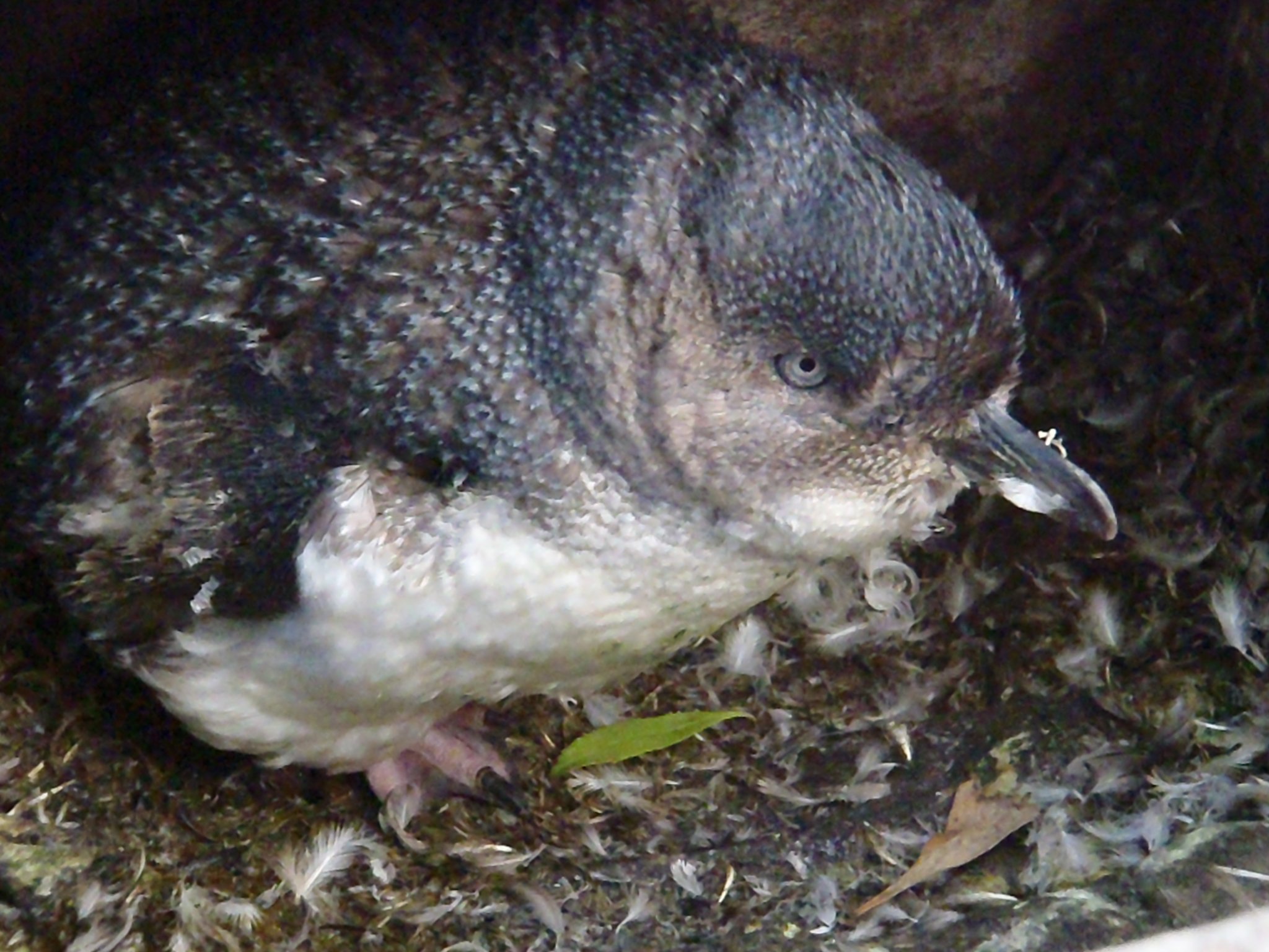 PHOTO: OAMARU PENGUINS