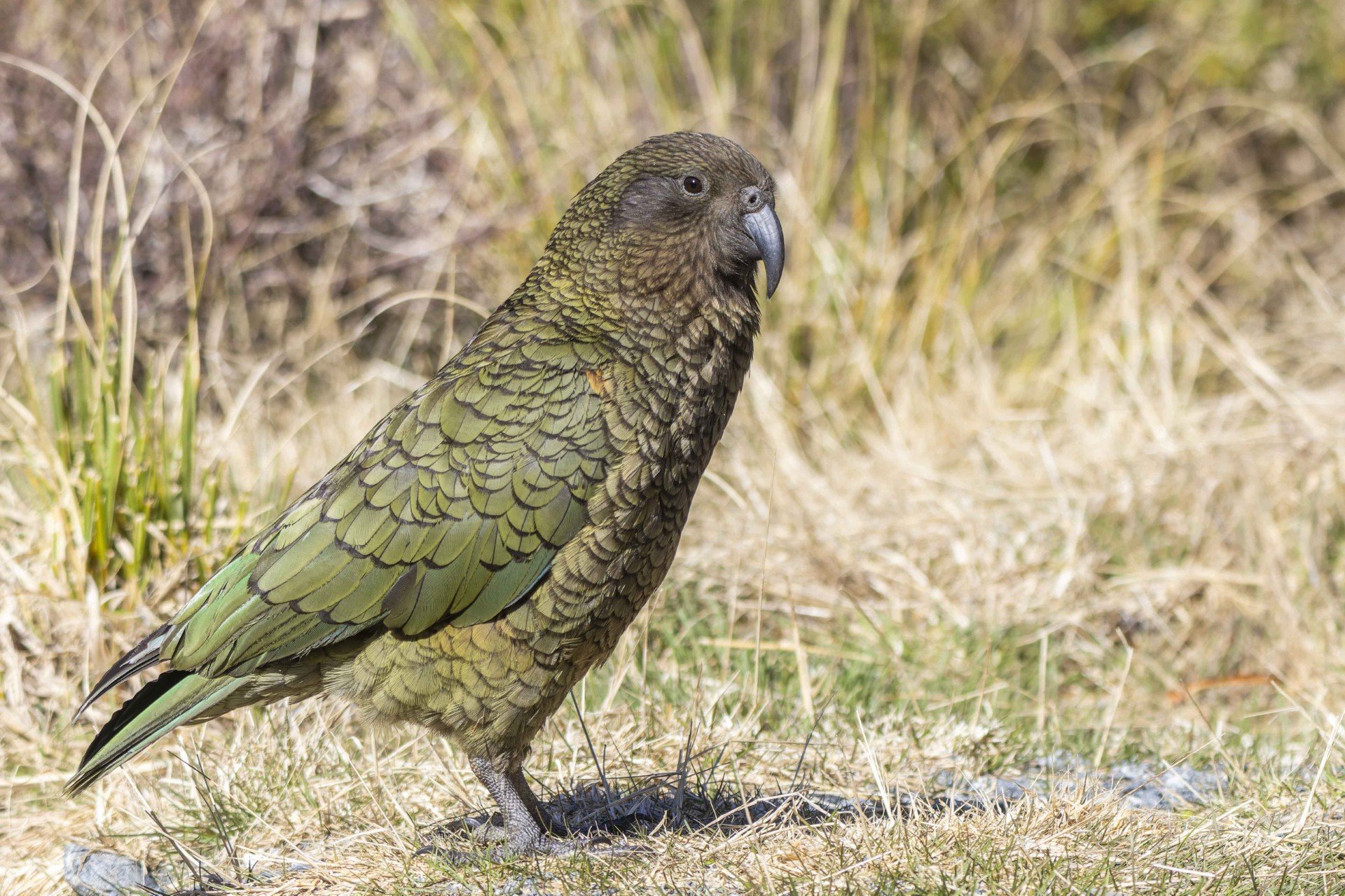 Attendees are also hoping to see Kea on the Rob Roy Glacier track this weekend. Photo: Supplied