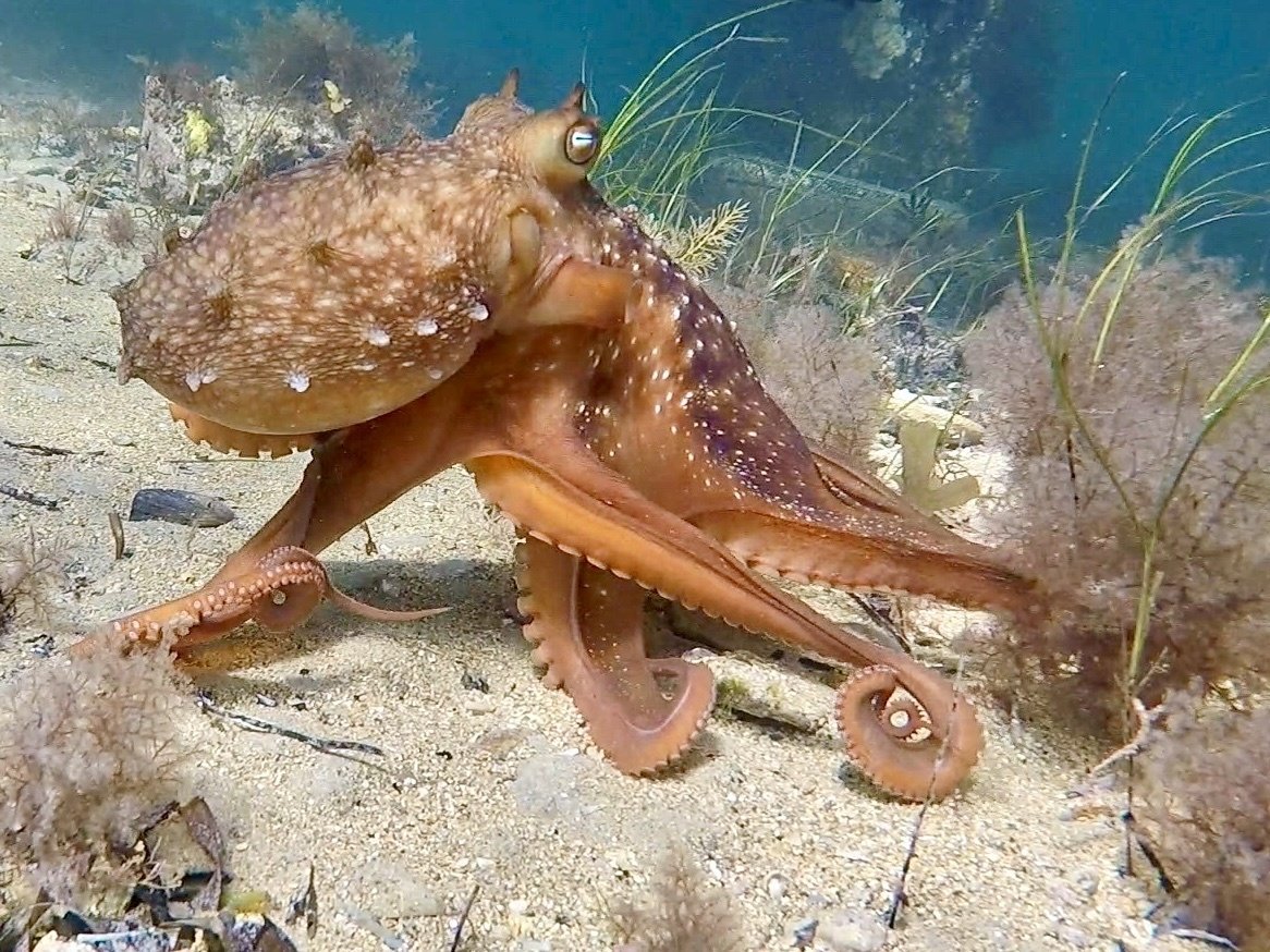 Octopus maorum PHOTO: MYRA KELLY