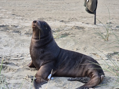 A 5-month-old male sea lion pup, pictured here during tagging earlier this year, was found dead...
