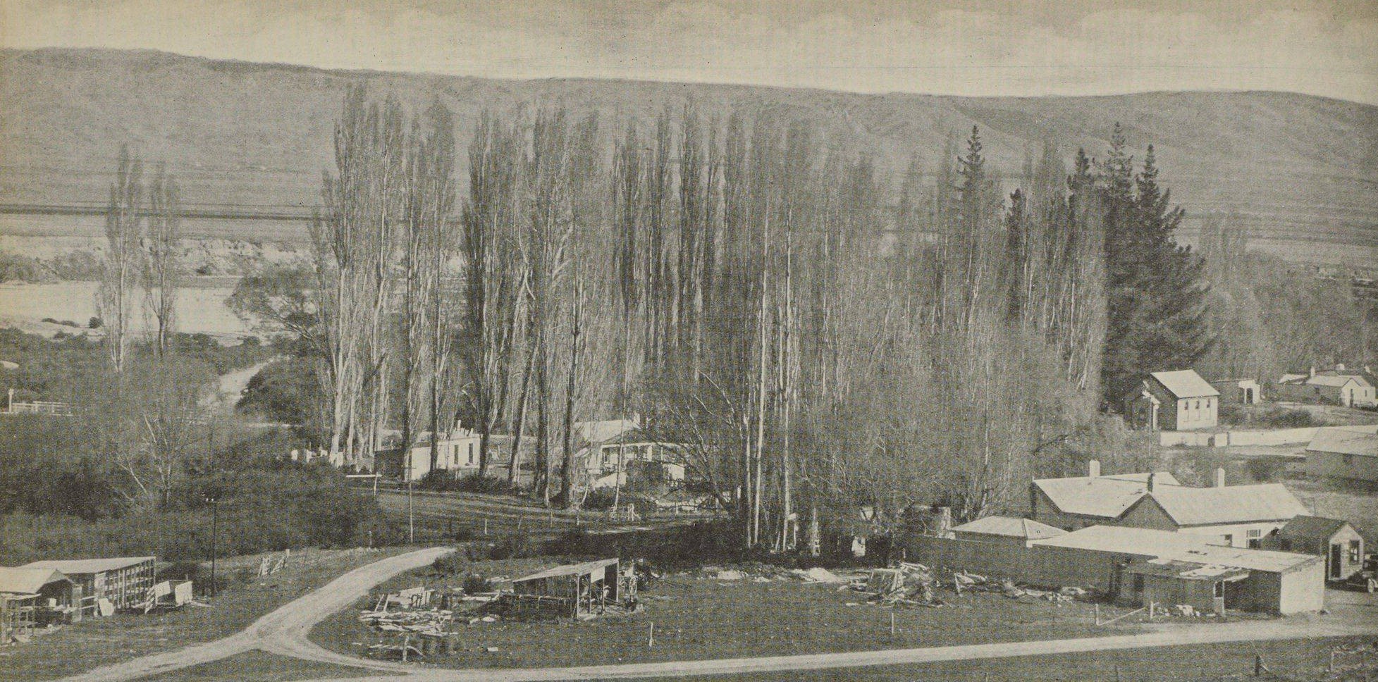 Patearoa poplars, 1939. PHOTO: AUCKLAND LIBRARIES HERITAGE COLLECTIONS