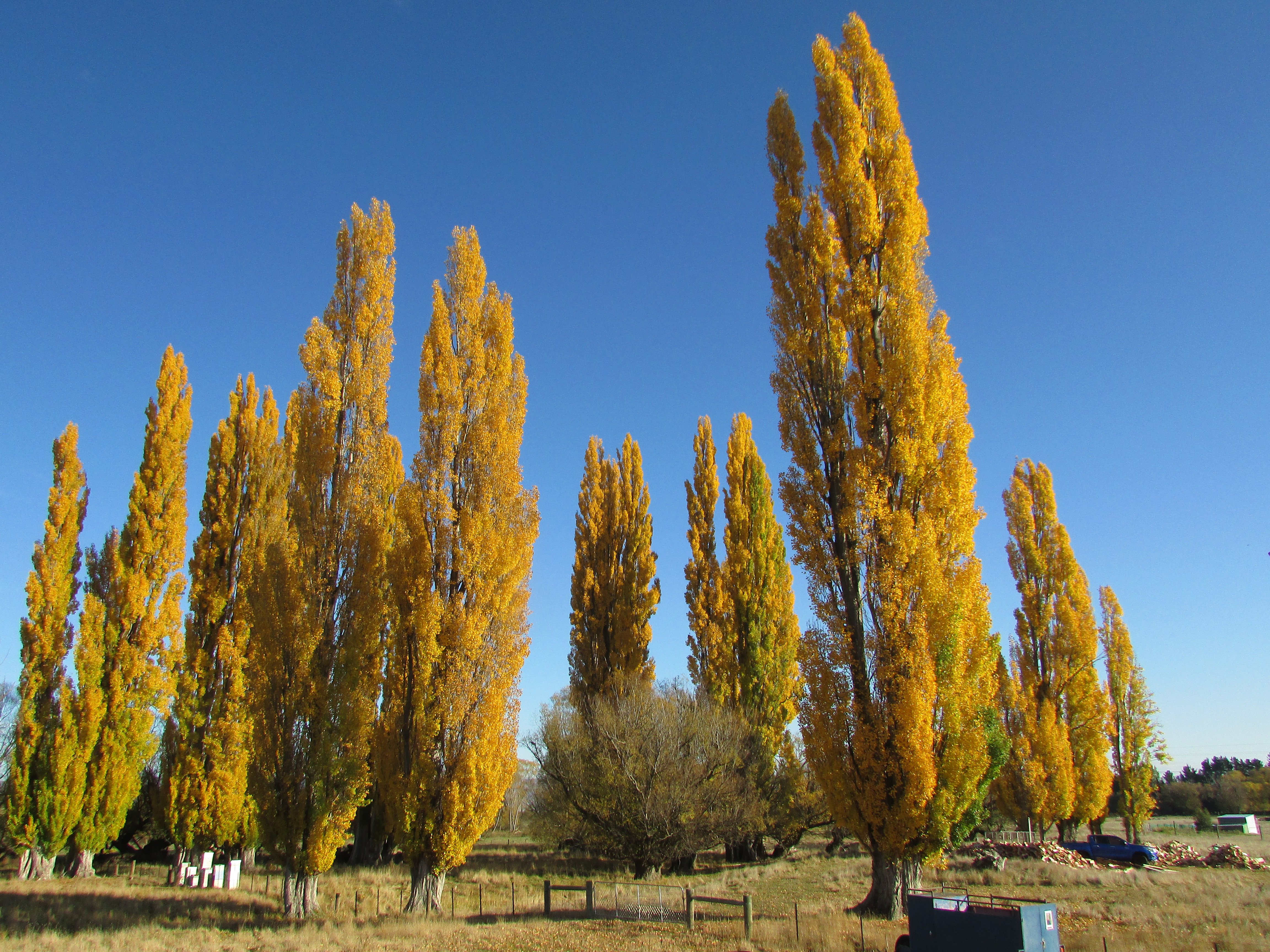 Patearoa poplars about to lose their splendour as winter approaches. PHOTO: SUPPLIED