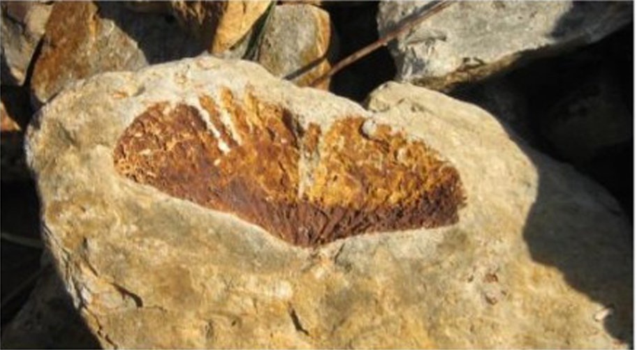 Fossil brachiopod shell from limestone in Tasmania. PHOTO: ABBY SMITH