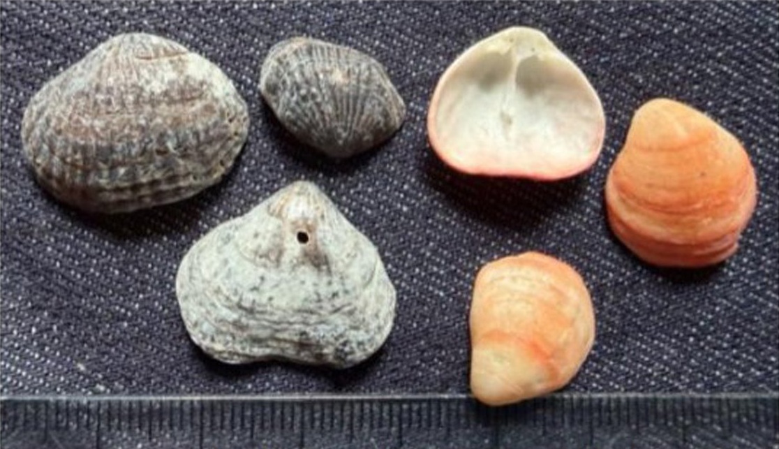 Notosaria nigricans, the black lamp shell, and Calloria inconspicua, the red lamp shell. Picked...