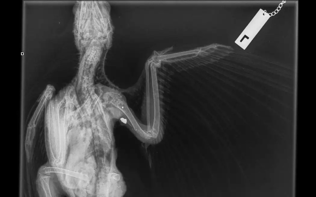 An X-ray of an injured kea found in Golden Bay. Photo: Supplied