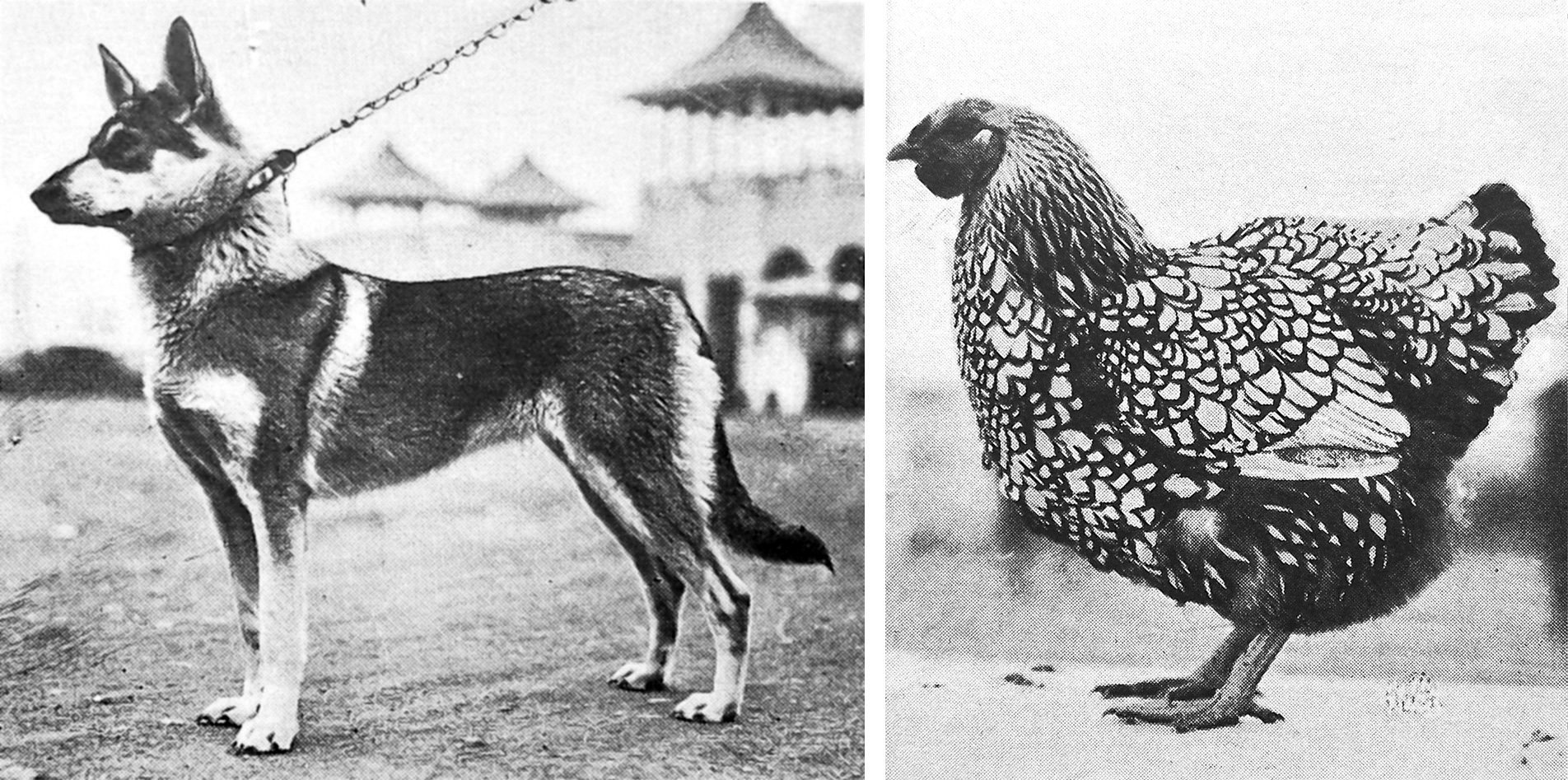 The Dunedin Fanciers’ Club’s annual show at Logan Park, Dunedin. Miss M. Stewart’s Alsatian wolf...