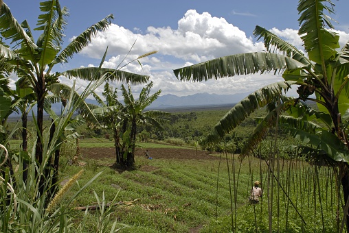 Agriculture could be a major source of revenue for the  Democratic Republic of the Congo, Prof...