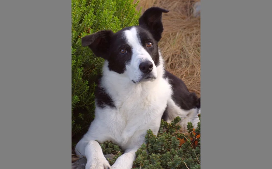 Hebe the Border Collie. Photo: Supplied