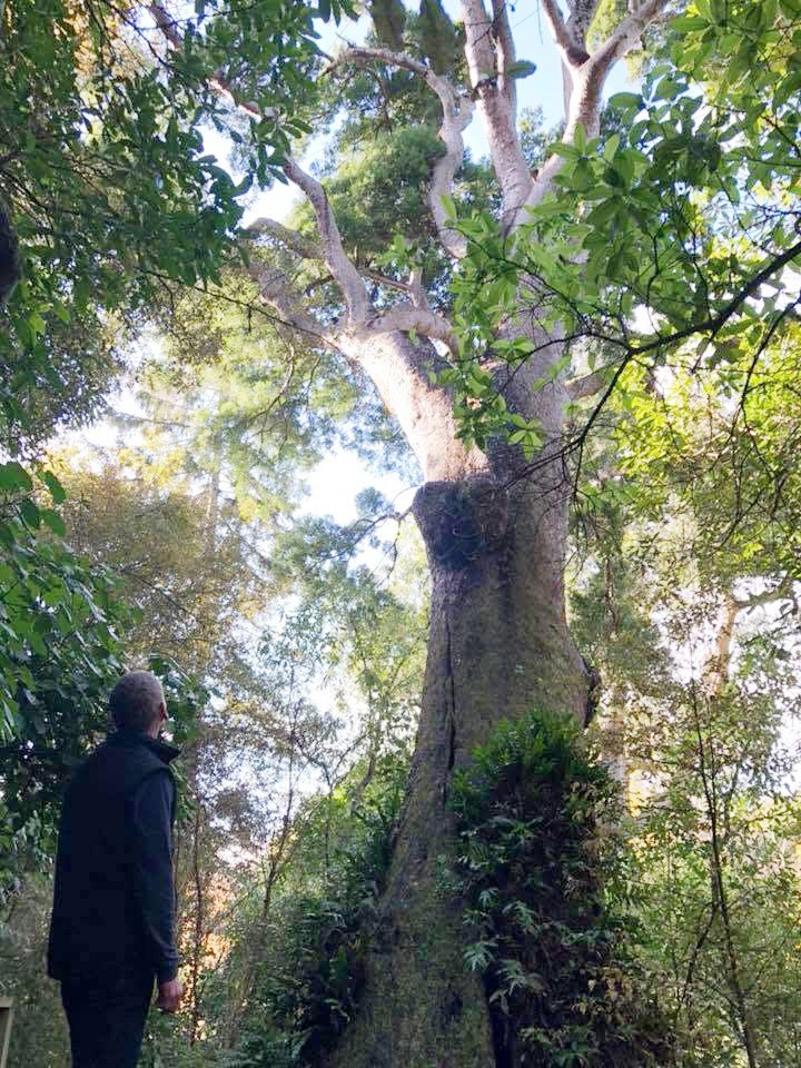 The tree in 2018. PHOTO: OTAGO PENINSULA TRUST
