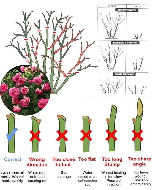 Guide to pruning roses. Image: supplied