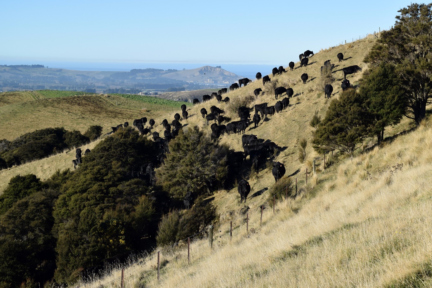 Angus cows wearing Halter smart collars graze a hill country area on sheep and beef farm Kiatoa...