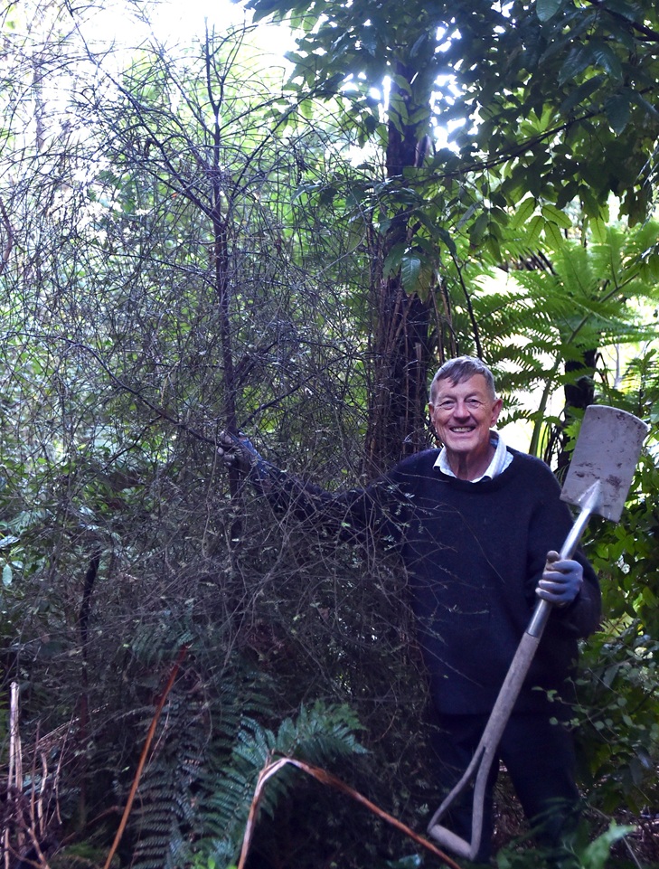 A supposed 1000-year-old mataī that fell over at Glenfalloch Woodland Gardens in February lives...
