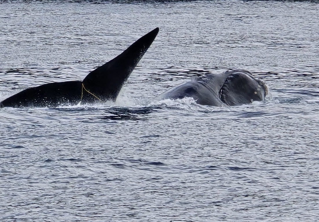 The Southern right whale was seen entangled in the craypot line on Saturday. Photo: Doc