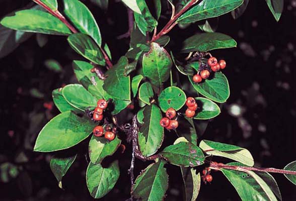 Birds and mammals ingest fleshy berries and fruit such as cotoneaster and spread them via...