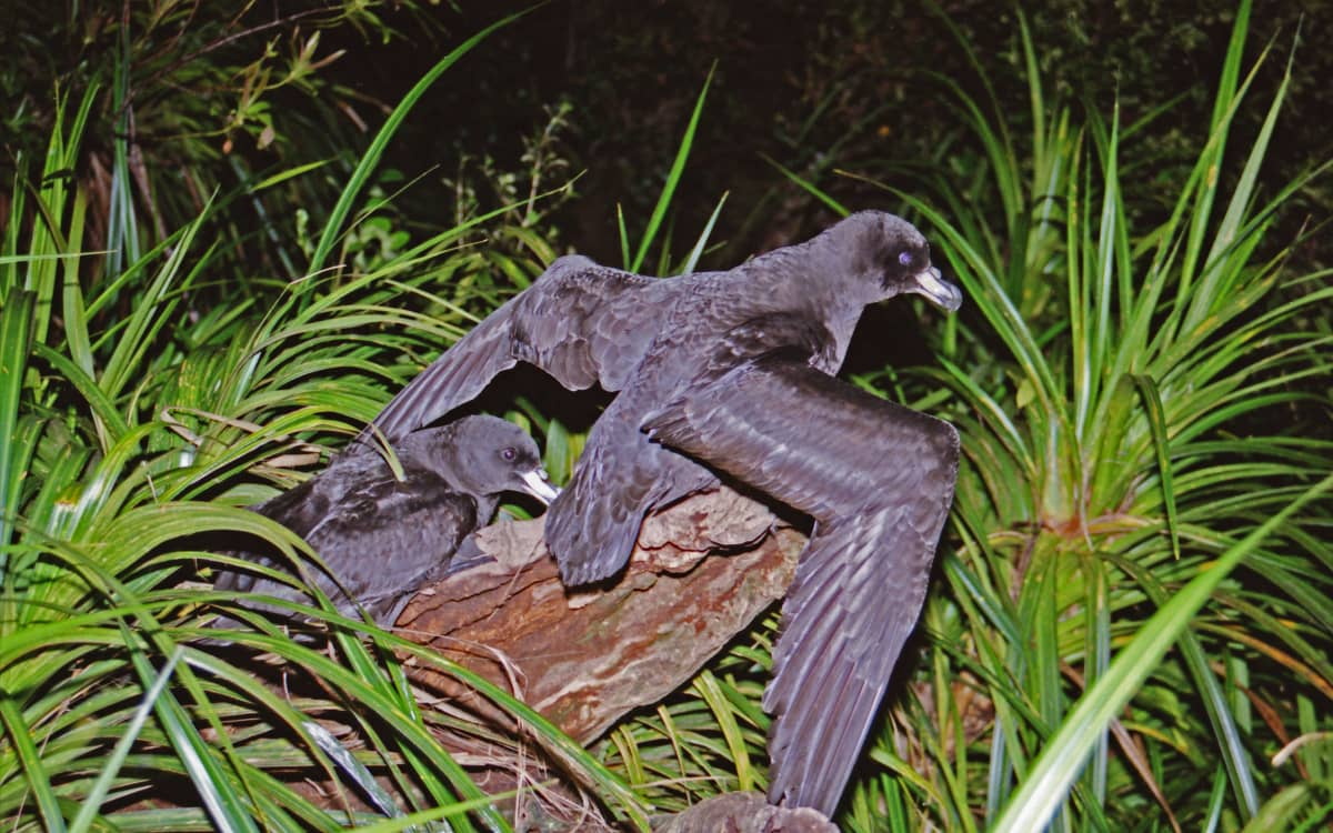 The West Coast is home to the Westland petrel, an endangered species native to the region with a...