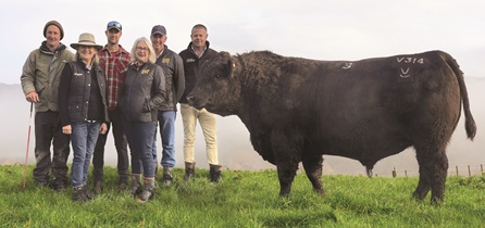 Admiring bull Kaharau 24V314, which sold for $220,000 in Gisborne on June 22, a national record...