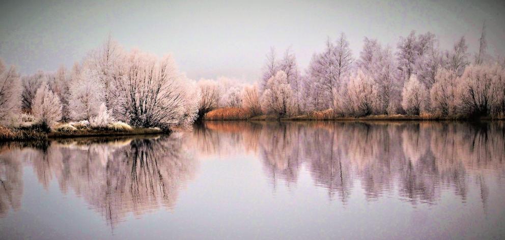 Hoar frost laces trees near Twizel on Sunday. Photo: Ian McKendrick