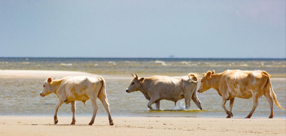 The cows on Cedar Island before the hurricane. Photo: Carolina Wild Ones/Paula D. O'Malley via...